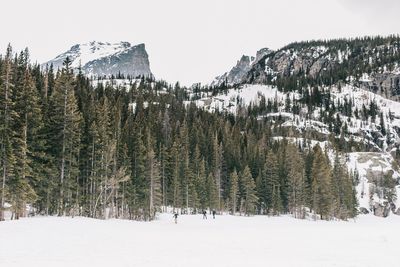 Panoramic view of pine trees on snowcapped mountains against sky