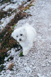 High angle view of dog on snow