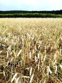 Plants growing on field against sky