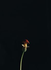 Close-up of fly on flower against black background