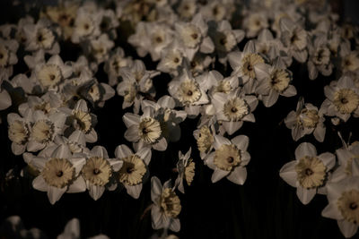 Close-up of flowering plant against black background