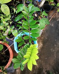 High angle view of insect on leaves