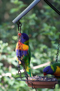 Close-up of parrots perching on birdfeeder