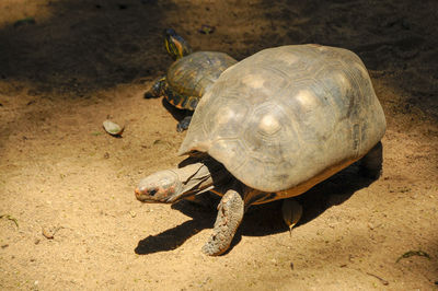 Close-up of a turtle