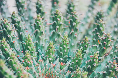 Close-up of cactus plant