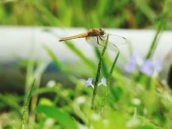 Close-up of insect on flower