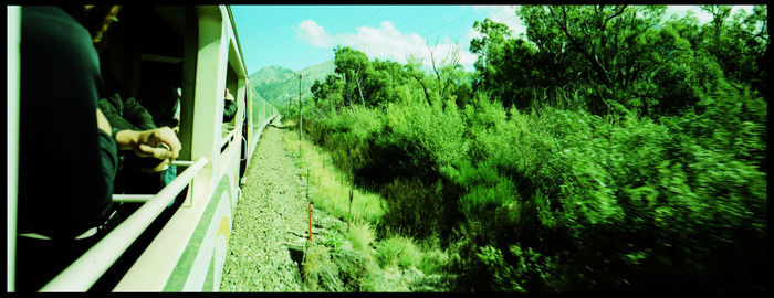 Panoramic view of trees in forest