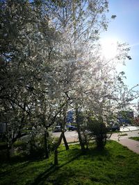 Low angle view of trees against sky