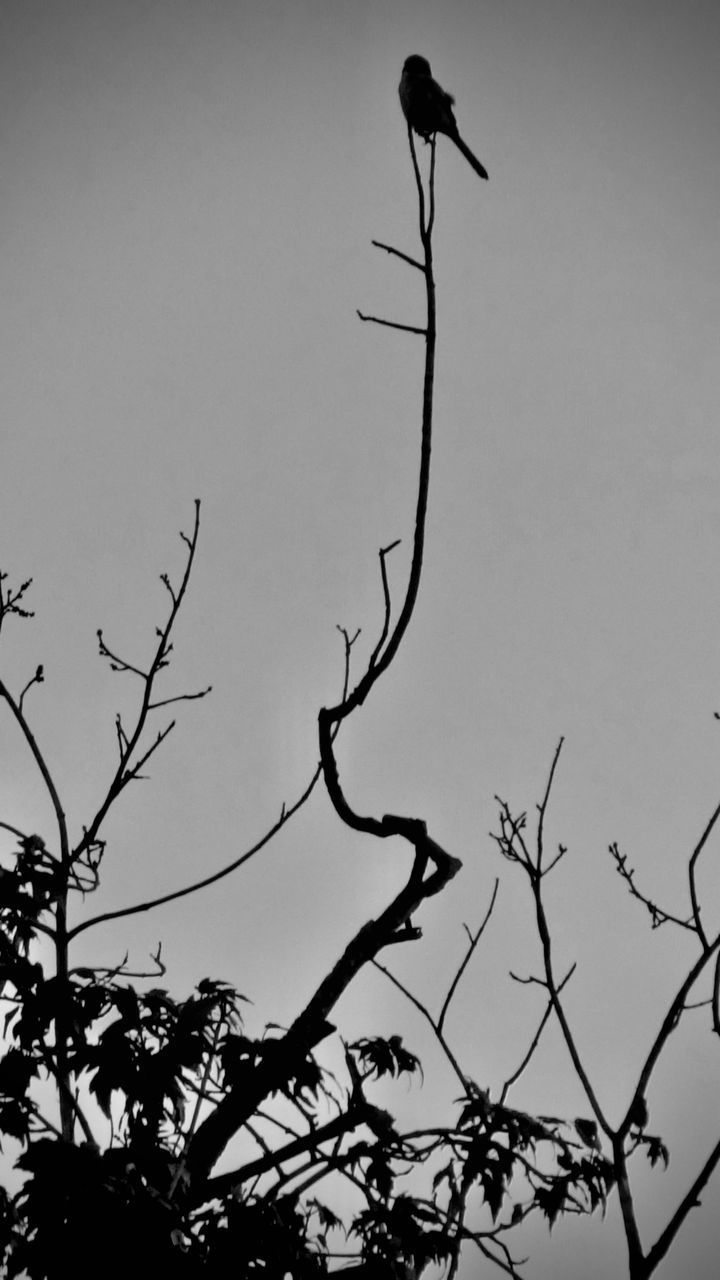 LOW ANGLE VIEW OF BIRD PERCHING ON BARE TREE