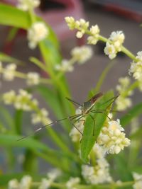 Close-up of butterfly pollinating on flower