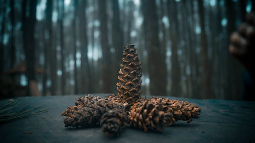 Close-up of pine cone on table in forest