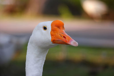 Close-up of duck