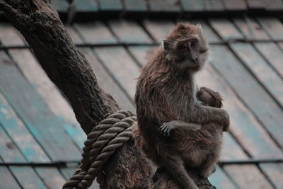 Close-up of monkey on rope