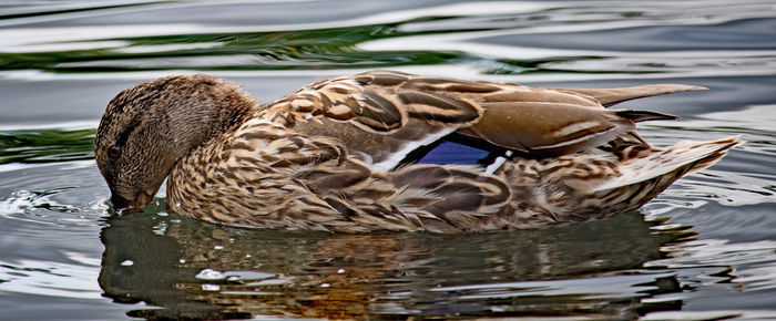 Duck swimming in lake