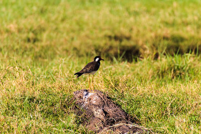 Bird perching on grass