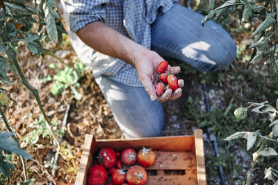 Farmer harvesting tomatoes in crate while working in farm