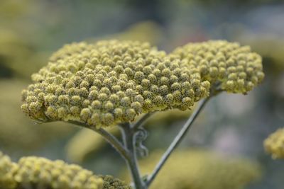 Close-up of plant