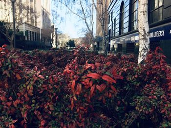 Flowering plants by buildings in city during autumn