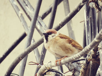 Close-up of bird perching on branch
