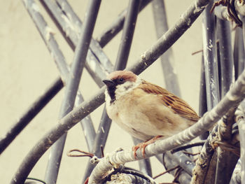 Close-up of bird perching on branch