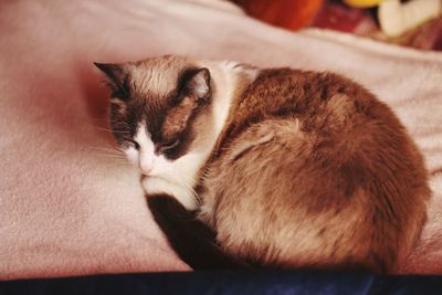 Close-up of cat sleeping on bed