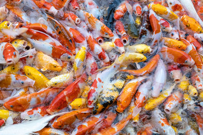 High angle view of koi carps swimming in sea