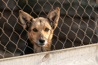 Close-up portrait of a dog