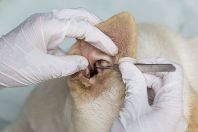 Cropped hand of vat removing louse from dog ear