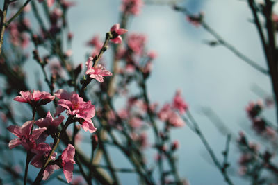 Low angle view of cherry blossom