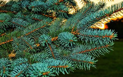 Close-up of pine tree branch