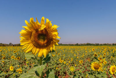 Yellow sunflower in field against clear sky