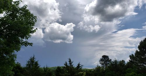 Low angle view of trees against sky