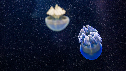 Close-up of jellyfish in sea