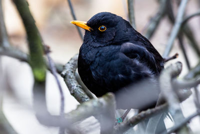 Close-up of bird perching outdoors