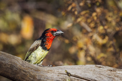 Close-up of bird perching on wood