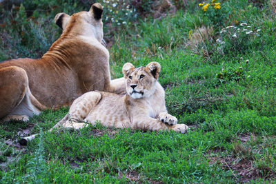 View of cats relaxing on grass