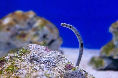 Close-up of jellyfish swimming in sea