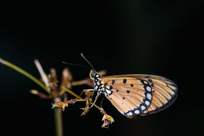 Close-up of butterfly pollinating on plant