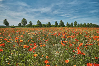 Scenic view of flowering plants on field against sky