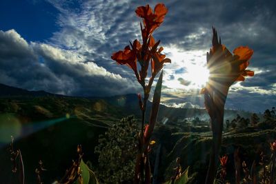 Close-up of flower against sky