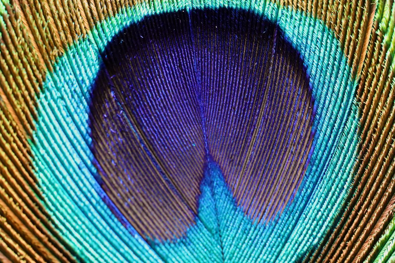 CLOSE-UP OF PEACOCK