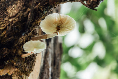 Close-up of flower blooming on tree