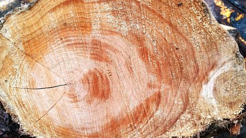 Close-up of tree stump