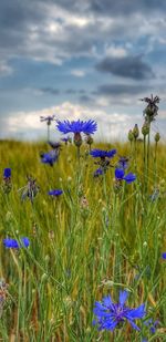 Close-up of purple flowering plants on field