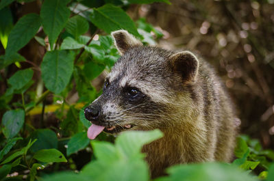 Close-up of a racoon looking away