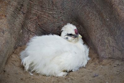 High angle view of a chicken