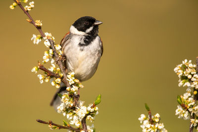 Close-up of bird perching on flower