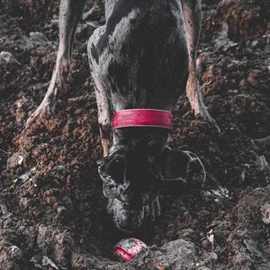 High angle view of dog on land