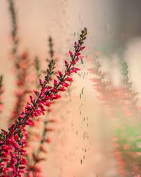 Close-up of plant against sky