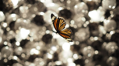 Close-up of butterfly on flower